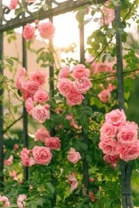 A close-up of blooming elegant roses intertwined with a decorative metal fence.