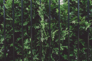 Aluminum fence bars with a green-leafed tree in the background.