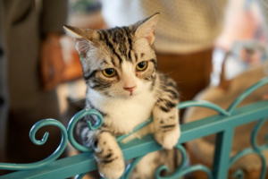 Brown tabby cat sitting on a teal metal gate