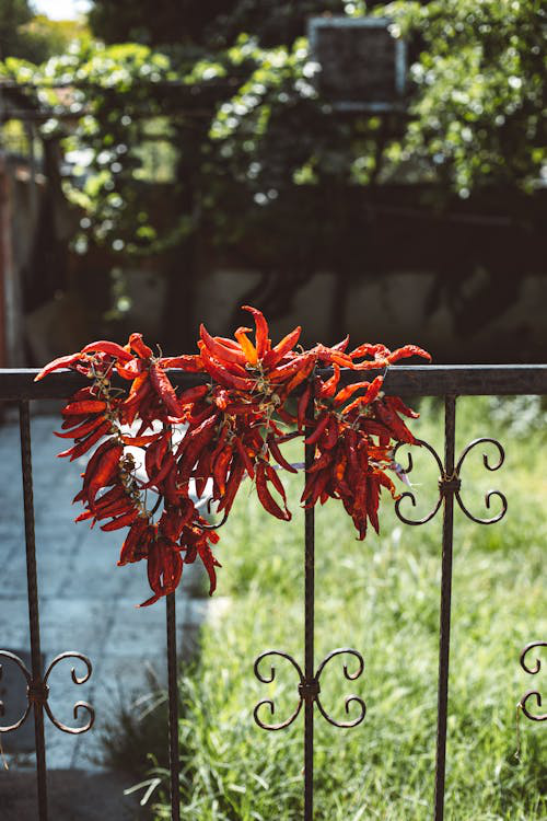 Cluster of red chili peppers hanging on a metal railing.