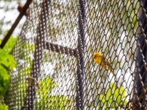 A small yellow bird perched in the crevice of a chain link fence.